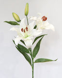 White Stargazer Lily 29" - 3