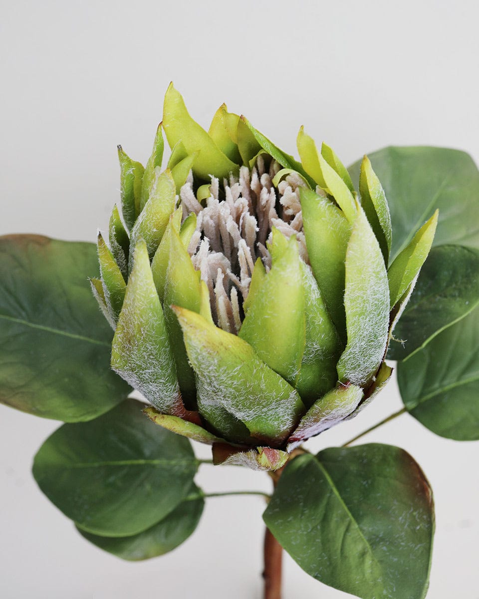 Green King Protea 23.5" - 3