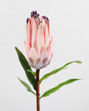 Pink Mink Protea 29" - 3