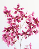 Faux Pink Dancing Oncidium 46.5" - 3
