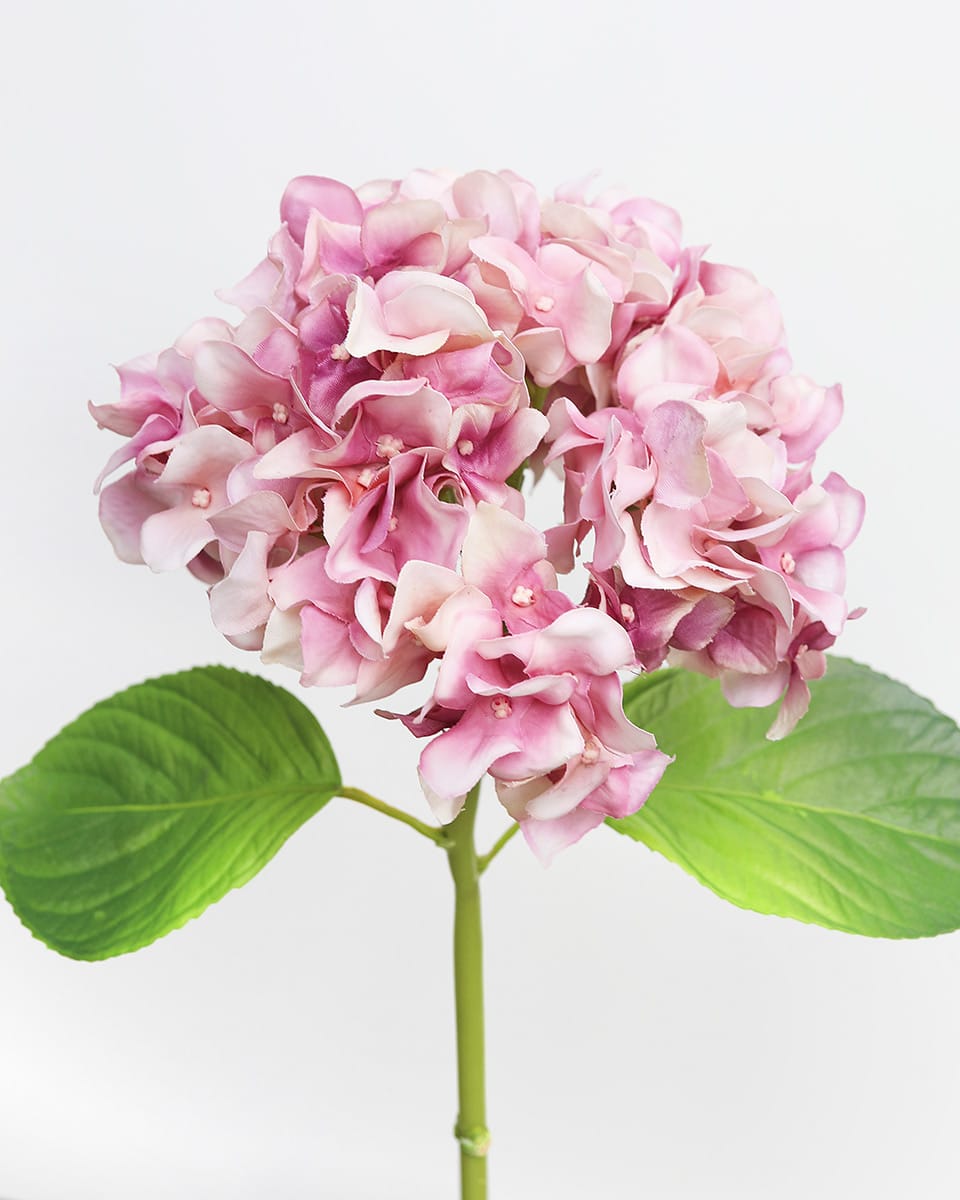 Pink Soft Touch Hydrangea 18'' - 3