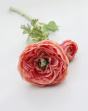 Salmon Pink Ranunculus 19.5" - 3