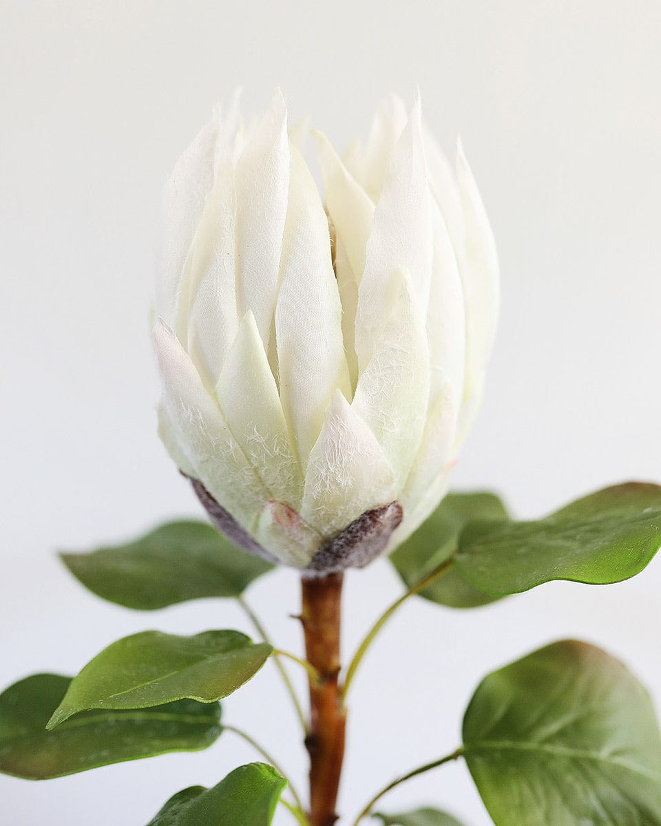 White King Protea 23.5" - 3