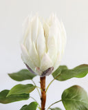 White King Protea 23.5" - 3