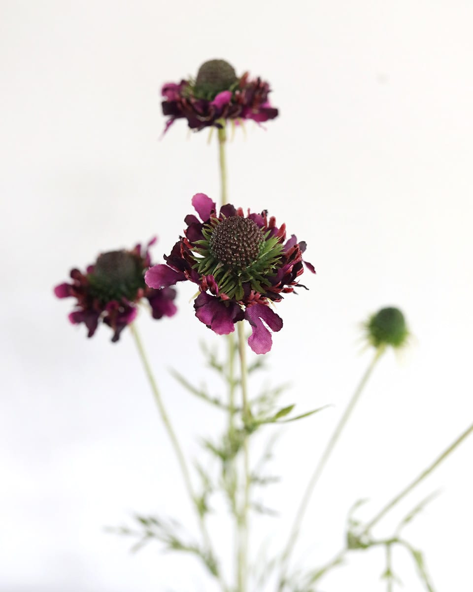 Violet Scabiosa Wildflower 29" - 3