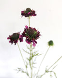 Violet Scabiosa Wildflower 29" - 3