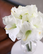White Artificial Amaryllis 19.5” - 4