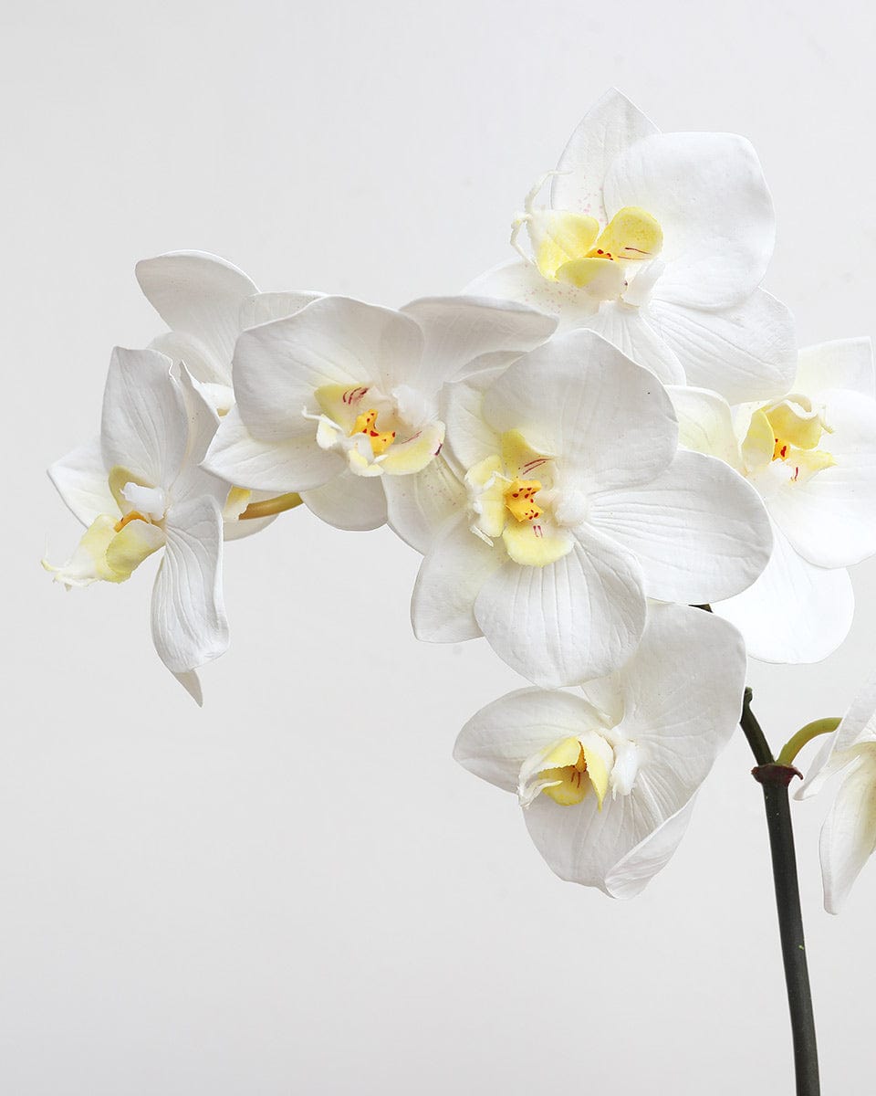 White Orchid Phalaenopsis 23" - 4