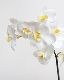 White Orchid Phalaenopsis 23" - 4