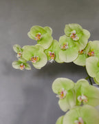 Green Phalaenopsis Orchid 33" - 4