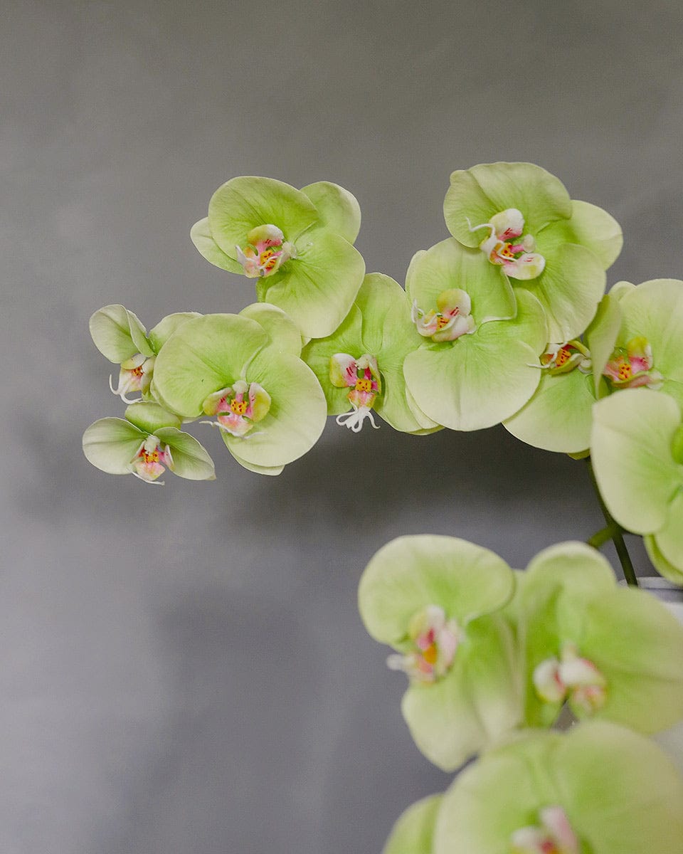 Green Phalaenopsis Orchid 33" - 4
