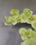 Green Phalaenopsis Orchid 33" - 4