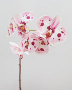 Pink Spotted Phalaenopsis Orchid 22” - 3
