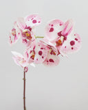 Pink Spotted Phalaenopsis Orchid 22” - 3