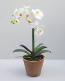 Faux Orchid in Terracotta Pot 19" - 4