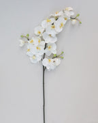 White Flowering Phalaenopsis Orchid 34" - 4