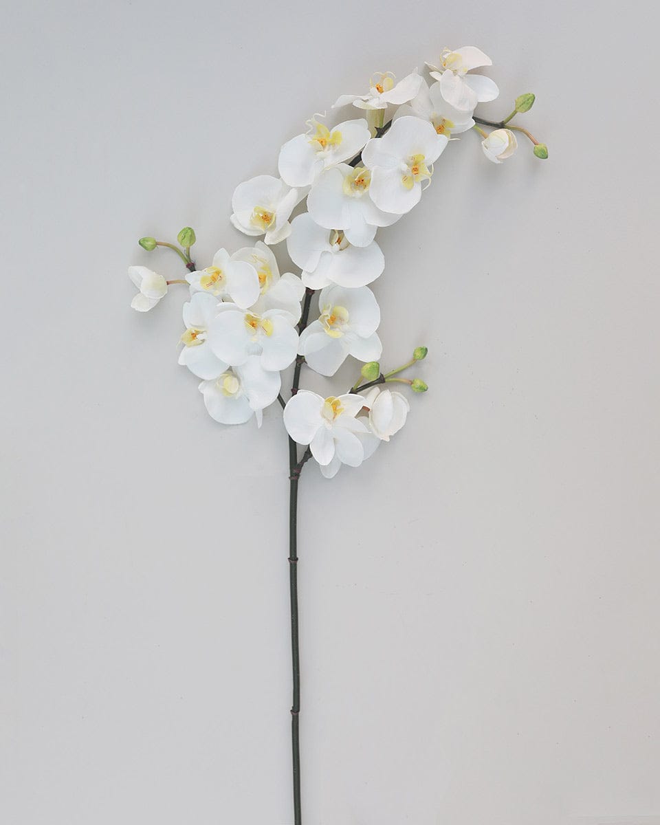 White Flowering Phalaenopsis Orchid 34" - 4
