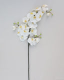 White Flowering Phalaenopsis Orchid 34" - 4