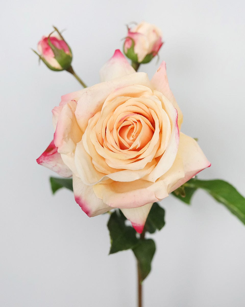 Real Touch Prestige Peach Rose 22" - 4