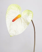 Painters Palette Anthurium 22" - 4