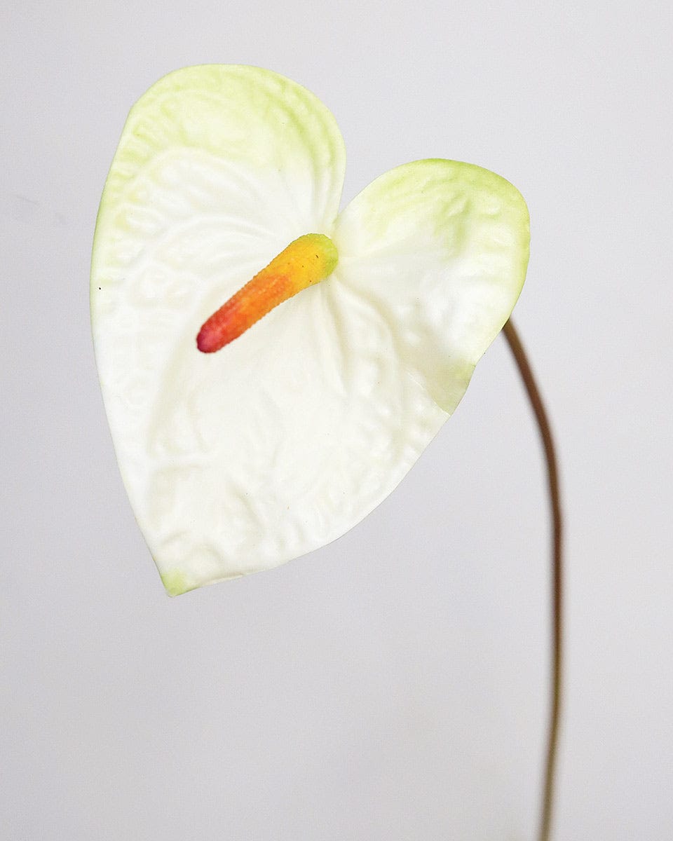 Painters Palette Anthurium 22" - 4