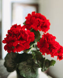 Red Artificial Geranium Bush 15" - 4
