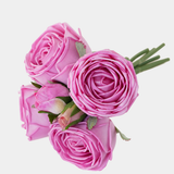 6 Cabbage Rose Bundle — text removed