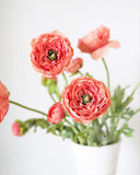 Salmon Pink Ranunculus 19.5" - 4