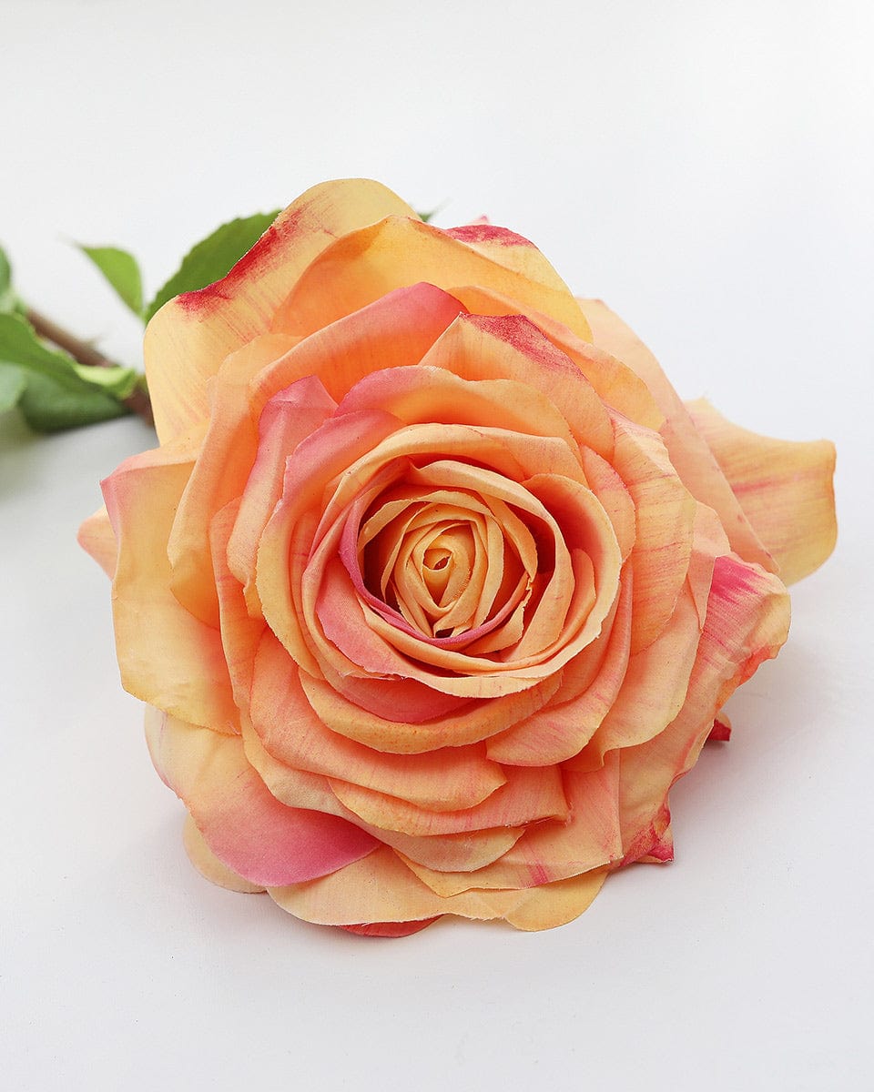 Sunset Dutchess Rose 20" - 4