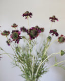 Violet Scabiosa Wildflower 29" - 4