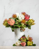 White King Protea 23.5" - 4