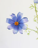 Real Touch Blue Cosmos 29" - 5