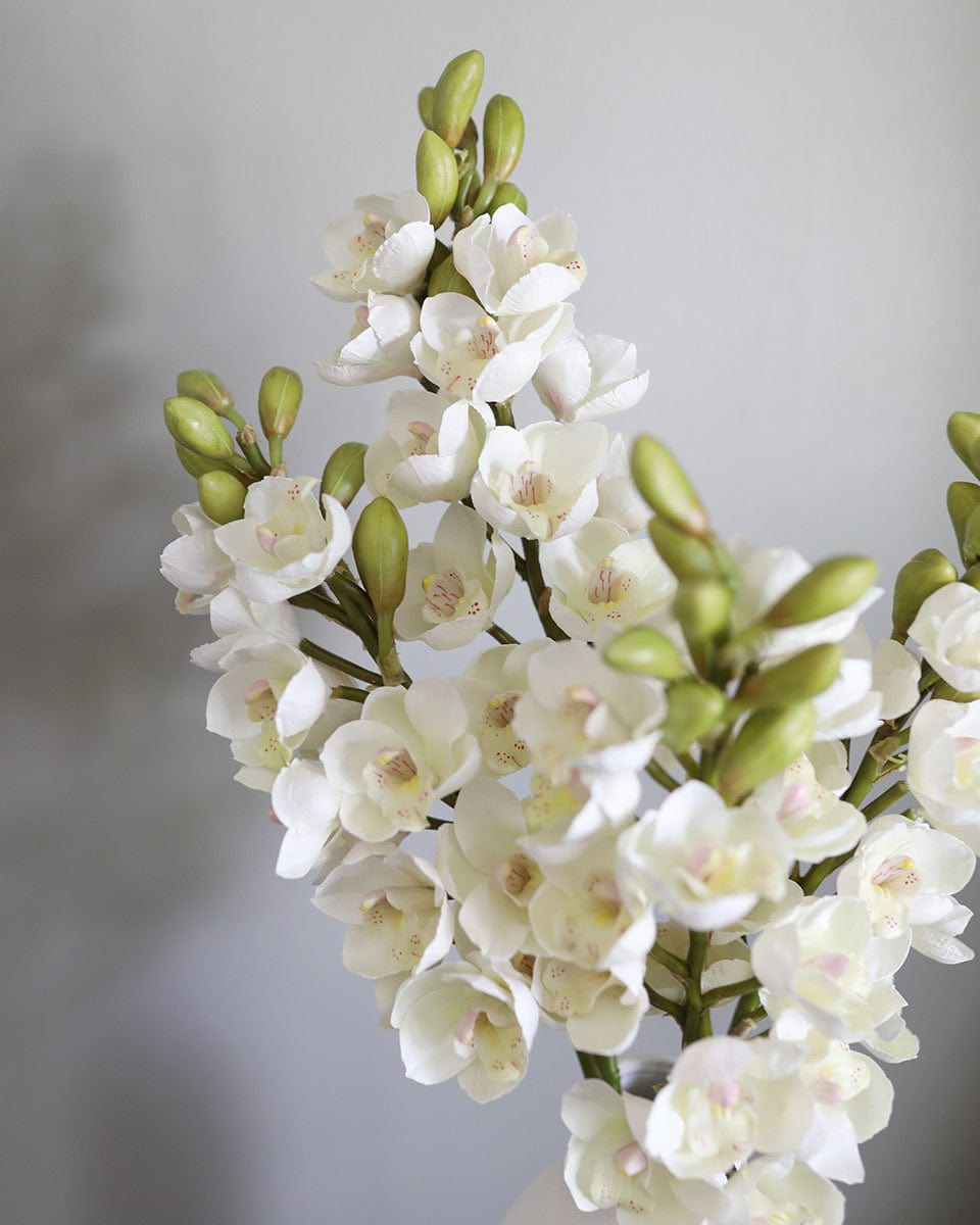 Cream Cymbidium Orchid 33" - 5