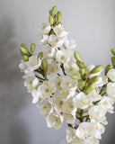 Cream Cymbidium Orchid 33" - 5
