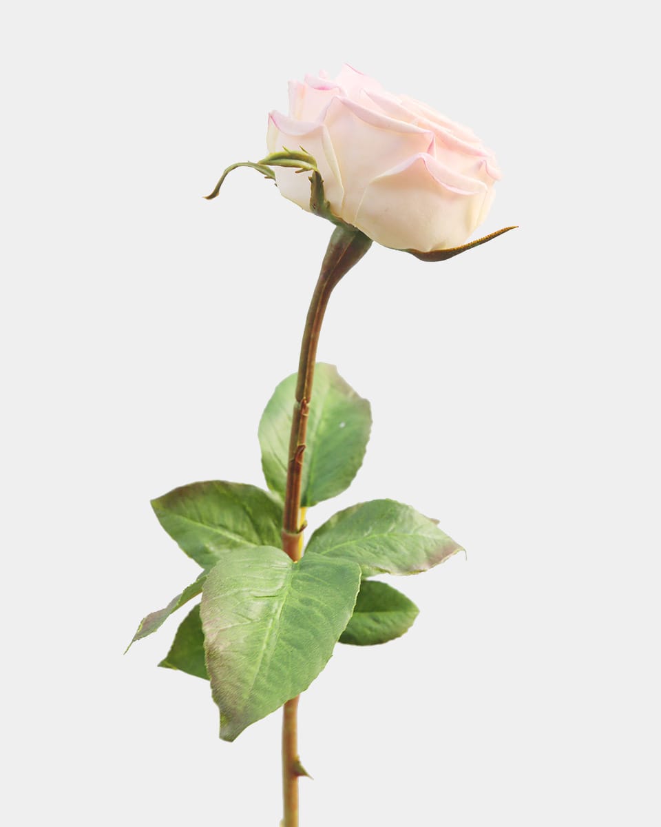 Real Touch Cream Pink English Rose 24" - 5