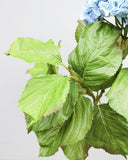 Blue Double Hydrangea 36" - 5
