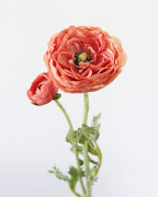 Salmon Pink Ranunculus 19.5" - 5
