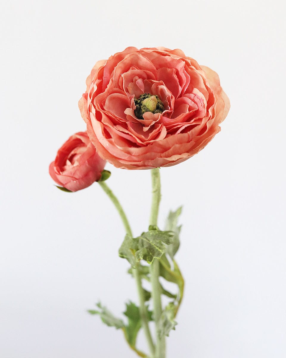 Salmon Pink Ranunculus 19.5" - 5