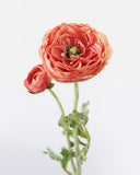 Salmon Pink Ranunculus 19.5" - 5
