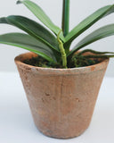 Faux Orchid in Terracotta Pot 19" - 5