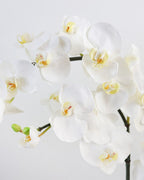 White Flowering Phalaenopsis Orchid 34" - 5