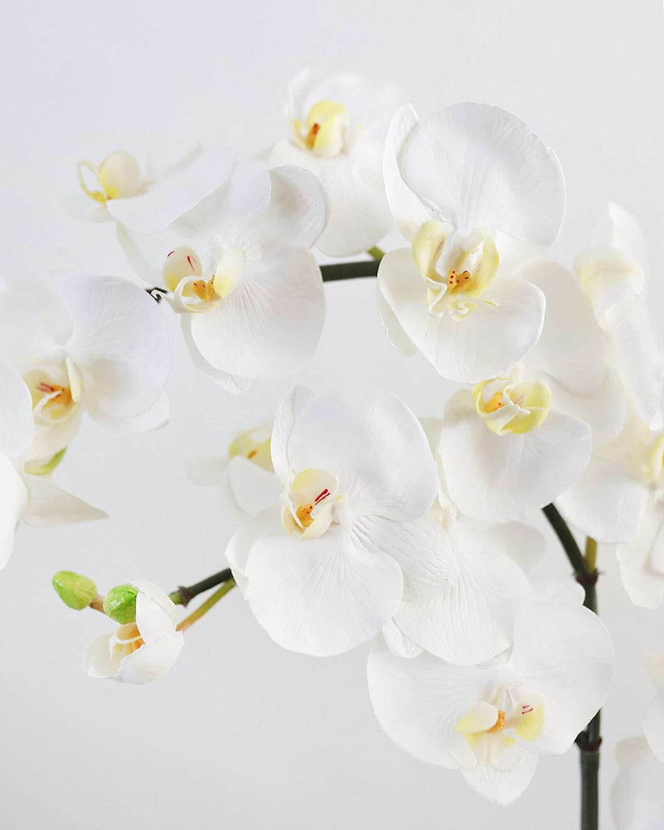 White Flowering Phalaenopsis Orchid 34" - 5