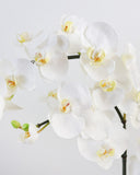 White Flowering Phalaenopsis Orchid 34" - 5