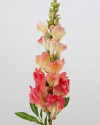 Real Touch Coral Snapdragon 23” - 5