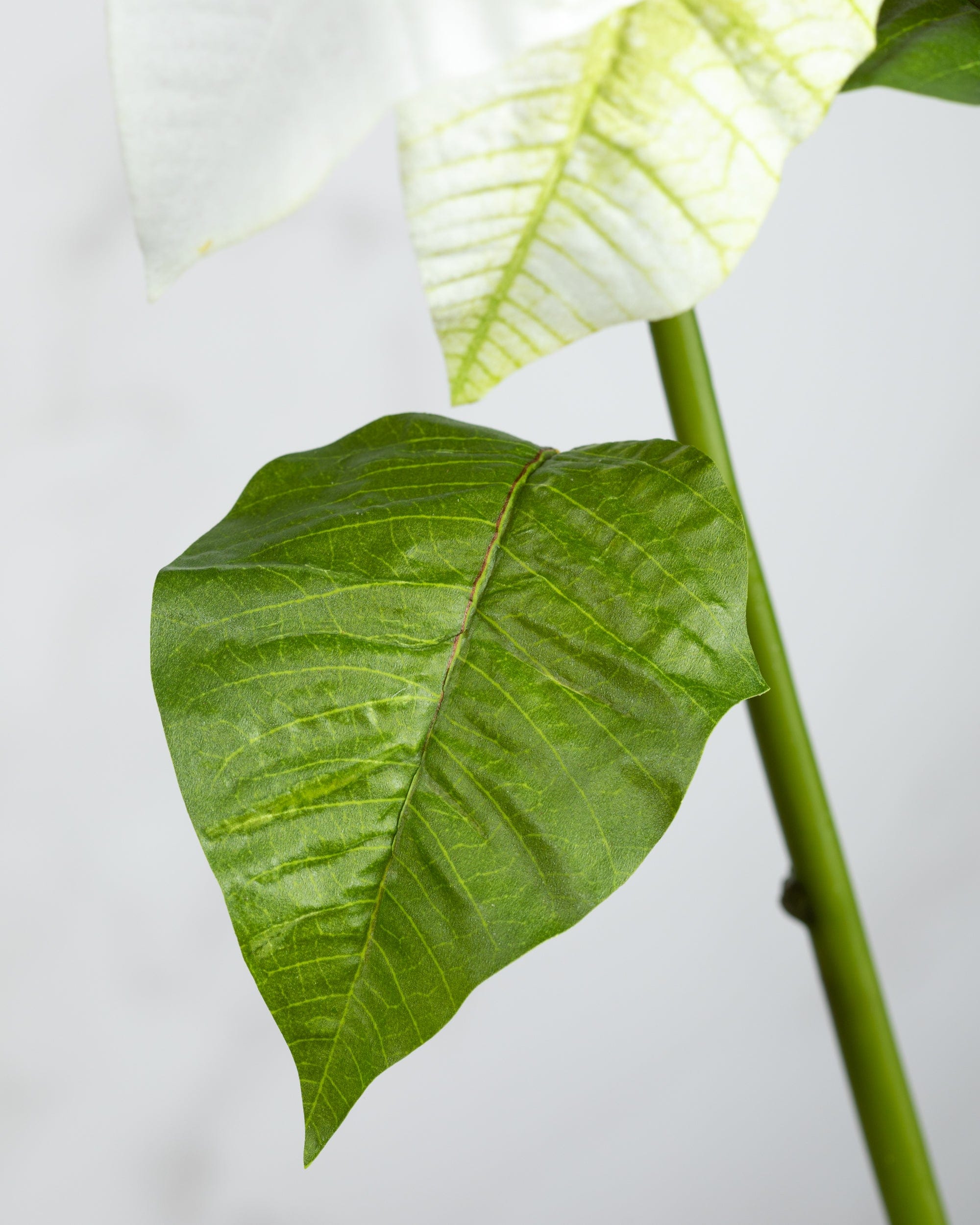 White Poinsettia 24” - 5