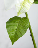 White Poinsettia 24” - 5