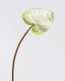 Painters Palette Anthurium 22" - 5