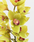 Green Cymbidium Orchid 41.5" - 5