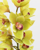 Green Cymbidium Orchid 41.5" - 5