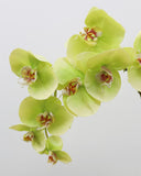 Green Phalaenopsis Orchid 33" - 5